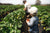 Strawberry Picking Farm Hospitality